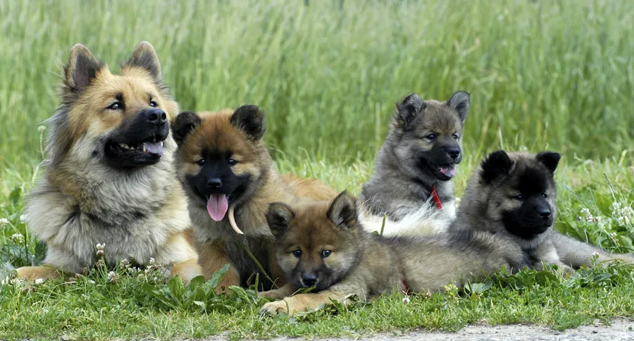 想养一只欧亚大陆犬？先了解它的性格如何！