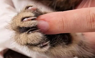 被小猫的爪子划破表皮