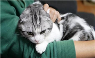猫打呼噜是生气还是高兴了