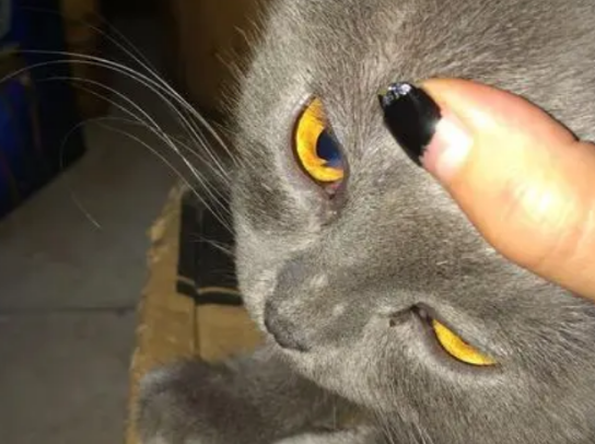 猫咪眼睛上面掉毛咋回事