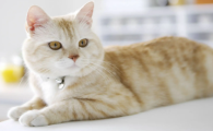 猫夏天不爱吃东西正常吗
