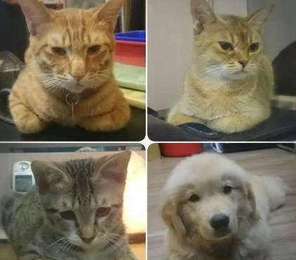 从小被5只猫带大的金毛,明明它家里地位最低,却总鄙视主人 从小被5只猫带大的金毛,明明它家里地位最低,却总鄙视主人