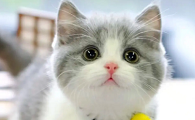 刚出生的小猫可以喝豆浆吗