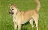 养中华田园犬的十大坏处