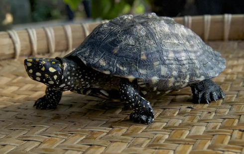 巴西龟怎么分公母