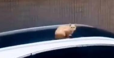 猫咪发现有人偷拍自己，转身就想跑走，下一幕让网友忍不住笑喷