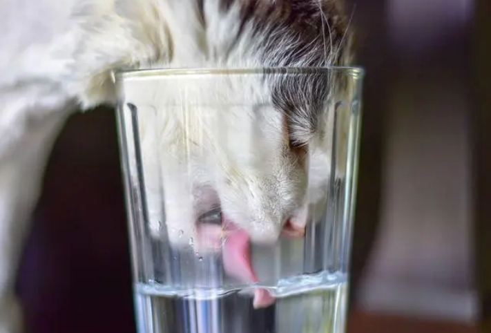 猫咪不喝水怎么办这四种方法拯救你