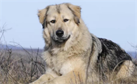 主人可以打高加索犬吗