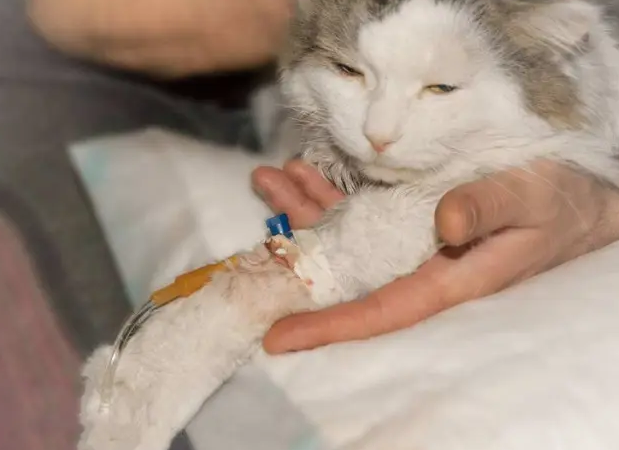 猫打完妙三多发烧正常吗