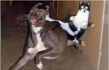 猫咪看见流浪猫，担心地位不保破口大骂，3分钟成功骂退敌人