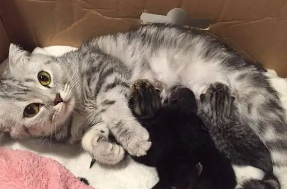母猫只生了一只小猫原因出现在哪