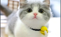母猫生产完体温有点高