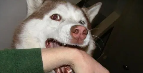 家里养的狗有没有狂犬病