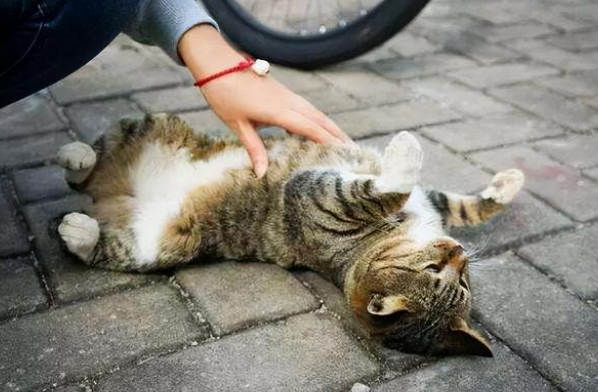 小猫把肚子翻过来对你是什么意思 小猫把肚子翻过来对你是什么意思