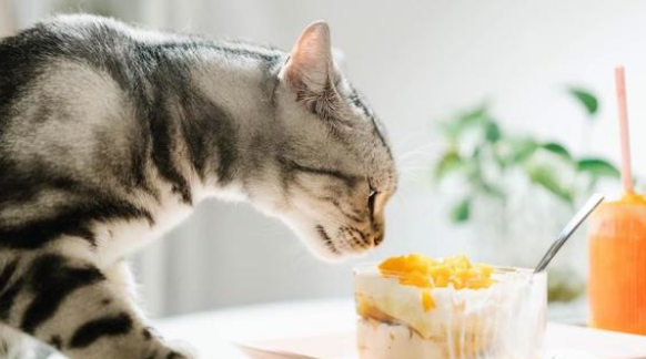 猫咪吃冰淇淋会怎么样