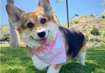 柯基犬智商排名