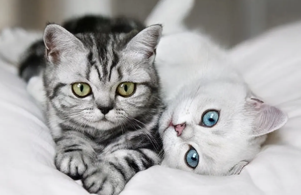 猫咪呕吐是什么原因吐黄水