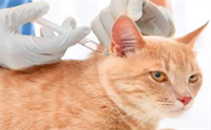 猫打完第一针疫苗得了猫瘟治愈后要重新打吗