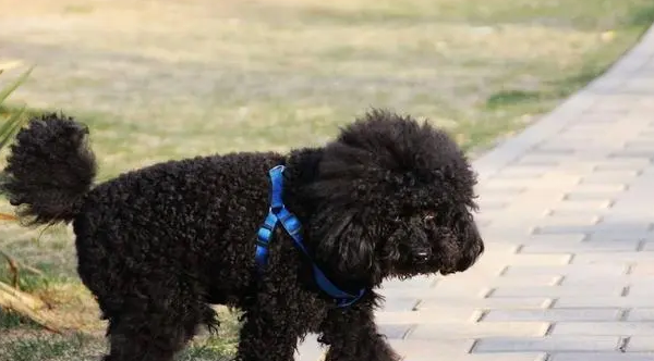 黑色迷你贵宾犬图片