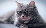猫吃到耗子药怎么办