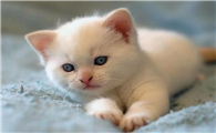 猫传腹会引起猫咪呼吸困难吗