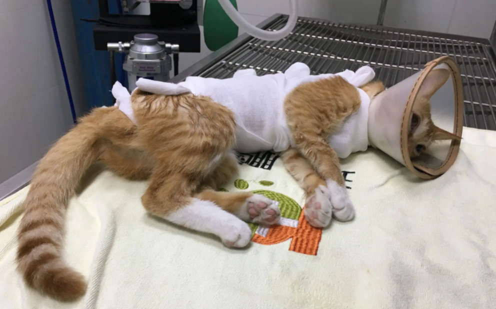 猫什么时候做绝育比较好 猫什么时候做绝育比较好