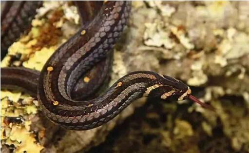 圆斑小头蛇有毒吗?答案令人意外!