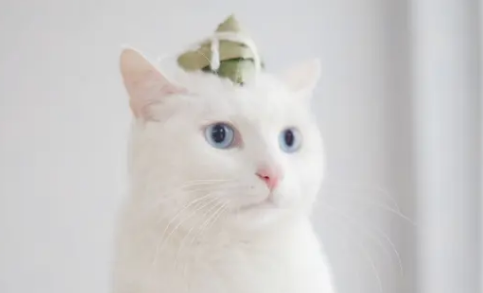 猫咪可以吃粽子吗为什么