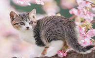 50天的小猫拉稀怎么办