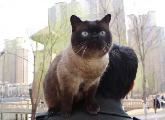 暹罗和蓝猫混血图片