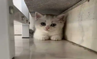 猫咪躲在角落里是什么原因