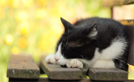 猫到底是招财还是来灾