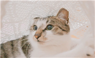 猫传腹多久肚子会变大