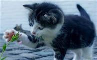 猫咪从三楼跳下去有没有事呢