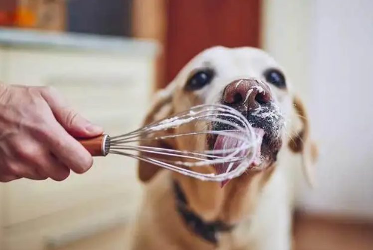 狗狗能吃蛋糕上的奶油吗