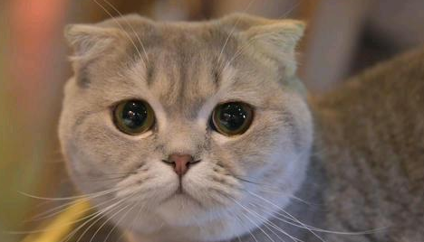 脐疝对猫咪有什么影响 脐疝对猫咪有什么影响
