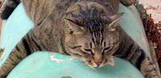 近日,四川一网友晒出了自家有趣的狸花猫..... 近日,四川一网友晒出了自家有趣的狸花猫.....