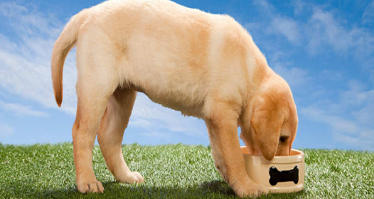 长卷毛猎犬内敛沉稳,是陪伴小孩的"一把好手"