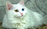 猫上呼吸道感染的症状有哪些吃什么药