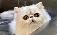 金吉拉猫一生只认一个主人