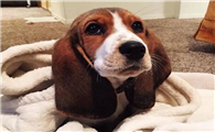巴吉度犬适合家养吗
