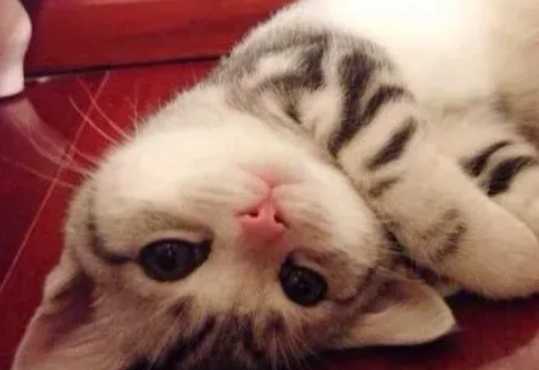猫身上有跳蚤应该怎么办