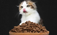 小猫不吃猫粮怎么办