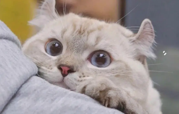 猫咪病毒感染症状有哪些 猫咪病毒感染症状有哪些