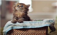 猫身上有黑色的虫子怎么办