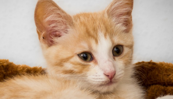 猫在什么情况下容易得猫癣