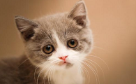 10天小猫吃多少毫升奶量
