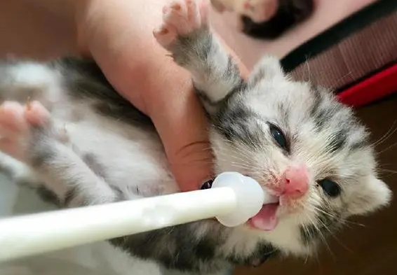 10几天的小猫突然无力不吃奶怎么办 10几天的小猫突然无力不吃奶怎么办
