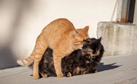 猫配种要一起待多少天