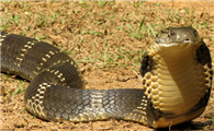 毒性很强的眼镜王蛇，可不能当宠物家养哦！